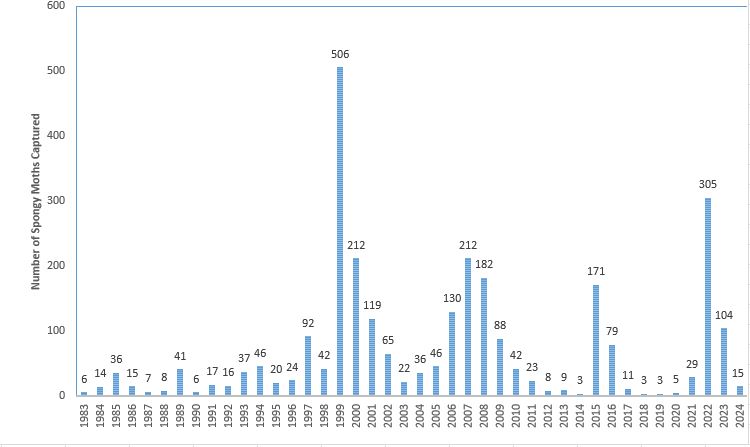 Spongy Moth captures